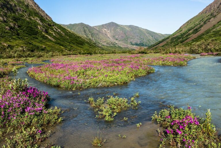 Southcentral Alaska Sewer & Drain Services